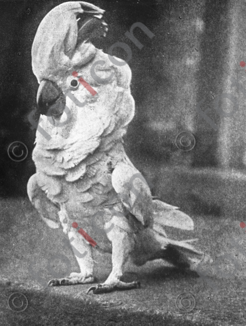 Der Kakadu - Foto foticon-simon-167-062-sw.jpg | foticon.de - Bilddatenbank für Motive aus Geschichte und Kultur
